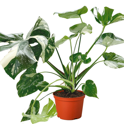 Monstera 'Thai Constellation'
