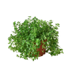 Nettle 'Baby's Tear'