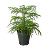 Norfolk 'Island Pine'