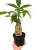 Money Tree 'Guiana Chestnut' Pachira Stump