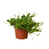 Peperomia 'Axillaris'