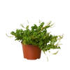 Peperomia 'Axillaris'