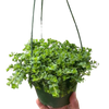 Peperomia Deppeana