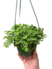 Peperomia Deppeana