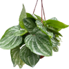 Peperomia Ecuador