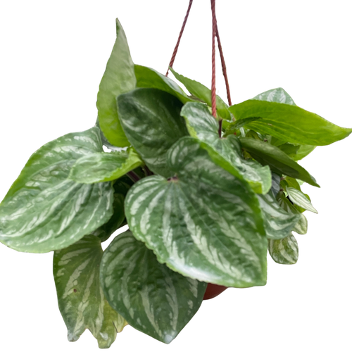 Peperomia Ecuador