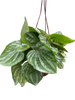 Peperomia Ecuador