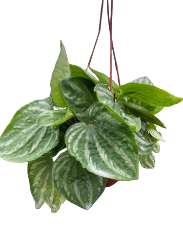Peperomia Ecuador