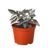 Peperomia 'Metallica'