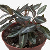 Peperomia 'Metallica'