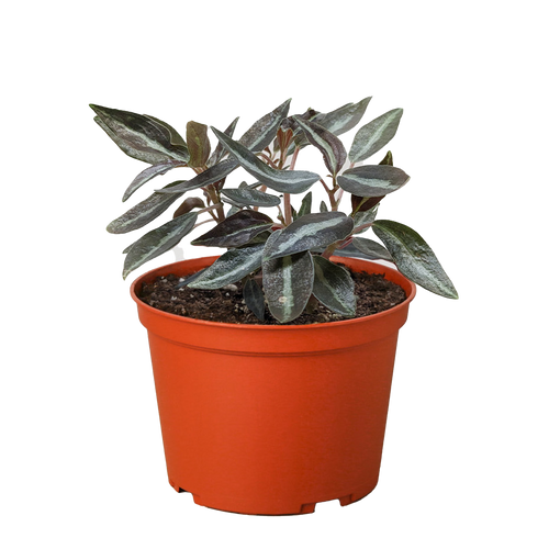 Peperomia 'Metallica'