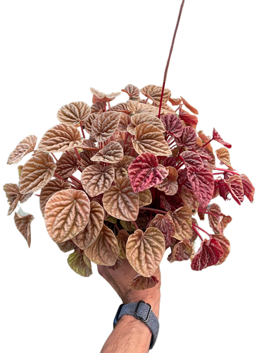 Peperomia 'Quito'