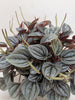 Peperomia San Marino | Easy Care Tabletop Plant | House Plant Shop