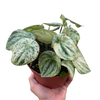 Peperomia 'Watermelon Variegated'