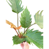 Philodendron Caramel Pluto
