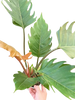 Philodendron Caramel Pluto