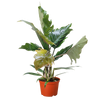Philodendron Choco Empress