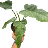 Philodendron 'Golden Dragon'