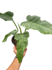 Philodendron 'Golden Dragon'