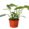 Philodendron Jose Bueno