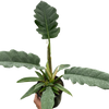 Philodendron 'Jungle Boogie'