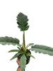Philodendron 'Jungle Boogie'