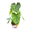 Philodendron PlowManii
