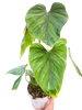 Philodendron PlowManii