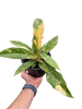 Philodendron Ring of Fire Variegated