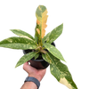 Philodendron Ring of Fire Variegated