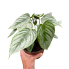 Philodendron 'Sodiroi'