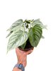 Philodendron 'Sodiroi'