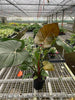 Philodendron 'Summer Glory'