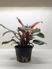 Philodendron 'Sun Red'