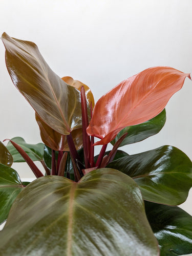 Philodendron 'Sun Red'