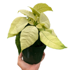Poinsettia 'White'