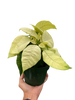 Poinsettia 'White'