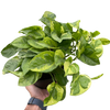 Pothos 'Lemon Meringue'