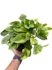 Pothos 'Lemon Meringue'