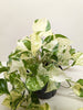 Pothos Manjula | Variegated Trailing Plant with Marble Leaves | House Plant Shop