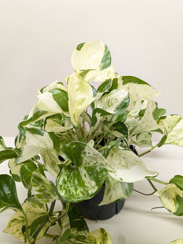 Pothos Manjula | Variegated Trailing Plant with Marble Leaves | House Plant Shop
