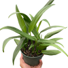 Pothos 'Silver Streak'