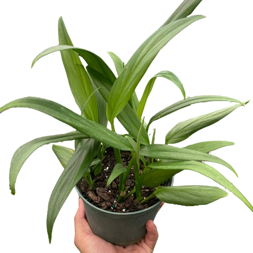 Pothos 'Silver Streak'