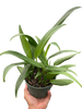 Pothos 'Silver Streak'