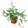Pteris Cretica 'Mayi' Fern - 6 Pot