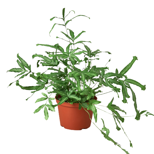 Pteris Cretica 'Mayi' Fern - 6 Pot