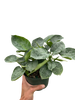Schismatoglottis 'Sarawak'