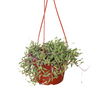 String of Rubies - 6 Pots