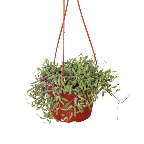 String of Rubies - 6 Pots