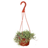 String of Rubies - 6 Pots